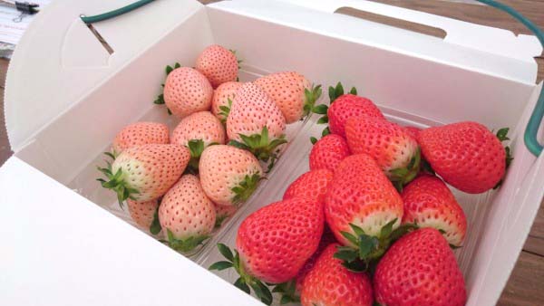 さつまおとめ